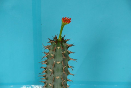 Euphorbia viguieri 1
