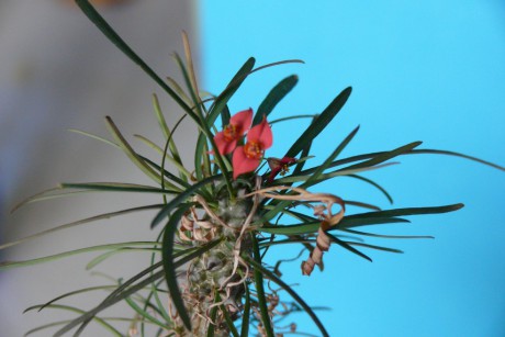 Euphorbia Gottlebei 1