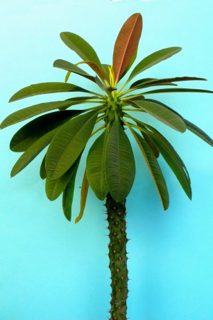 Euphorbia pachypoiodes