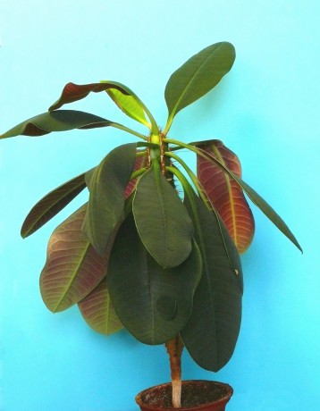 Euphorbia Neohumbertii rubrifolia