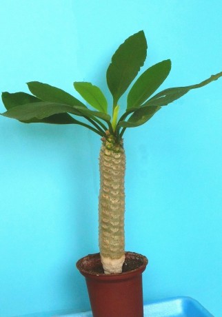 Euphorbia Arkarensis