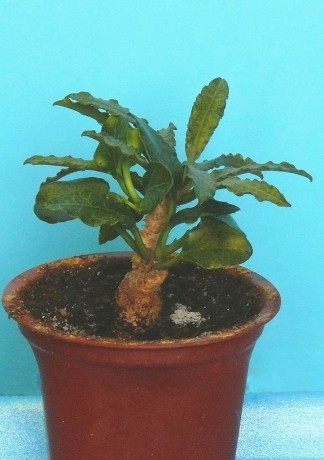 Euphorbia franciosii