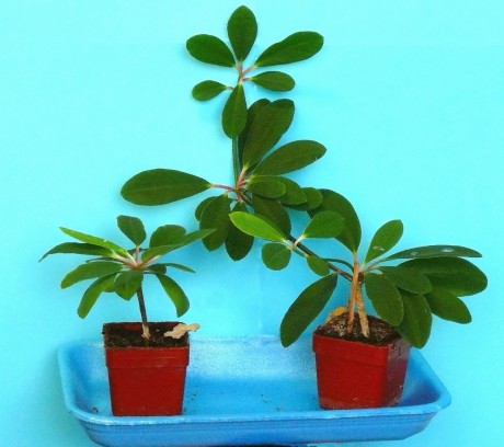 Euphorbia Bongolavensis