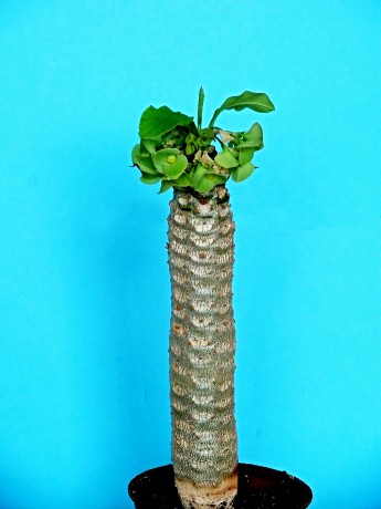 Euphorbia arcarensis
