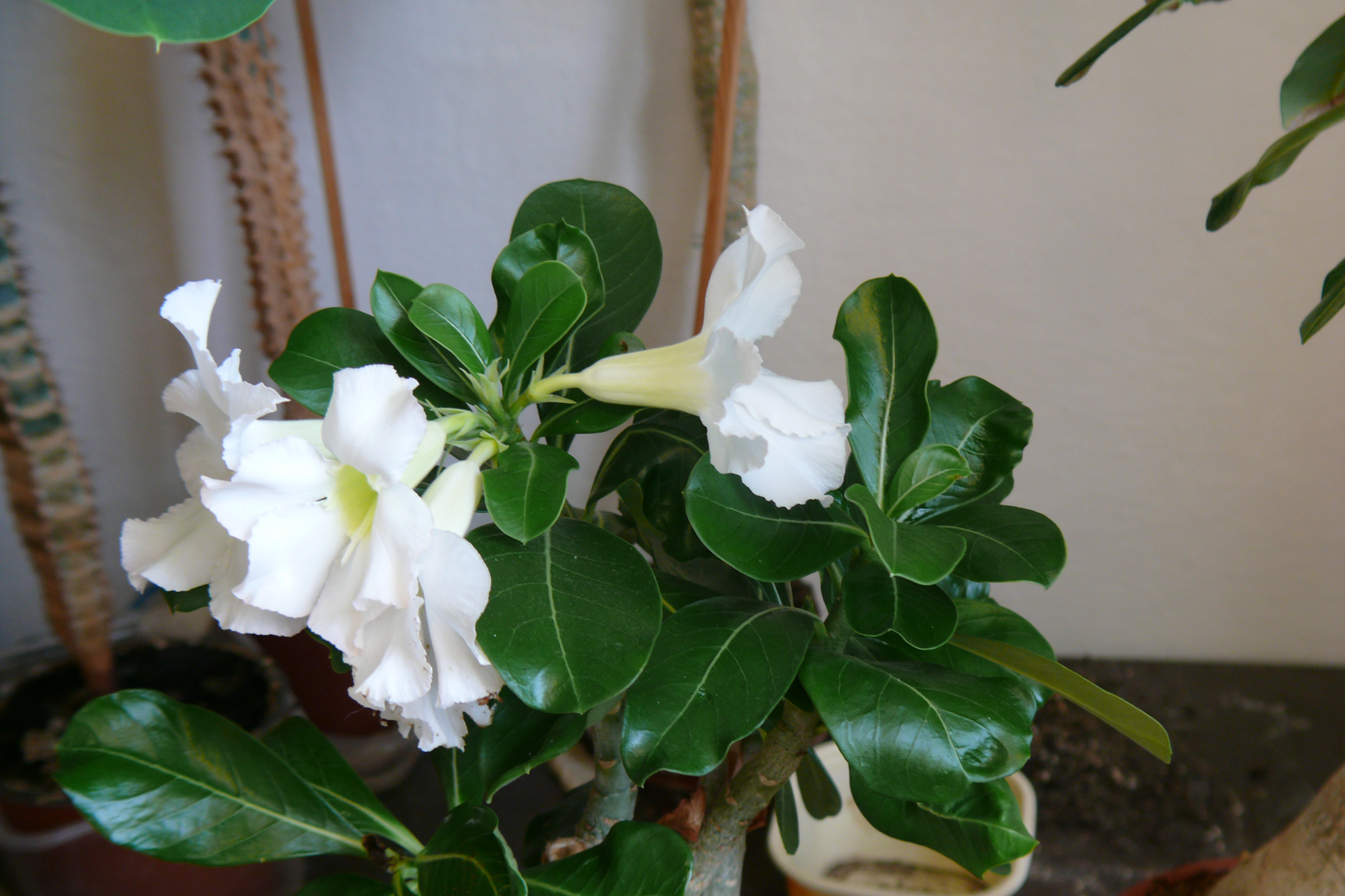 Adenium obesum whitte