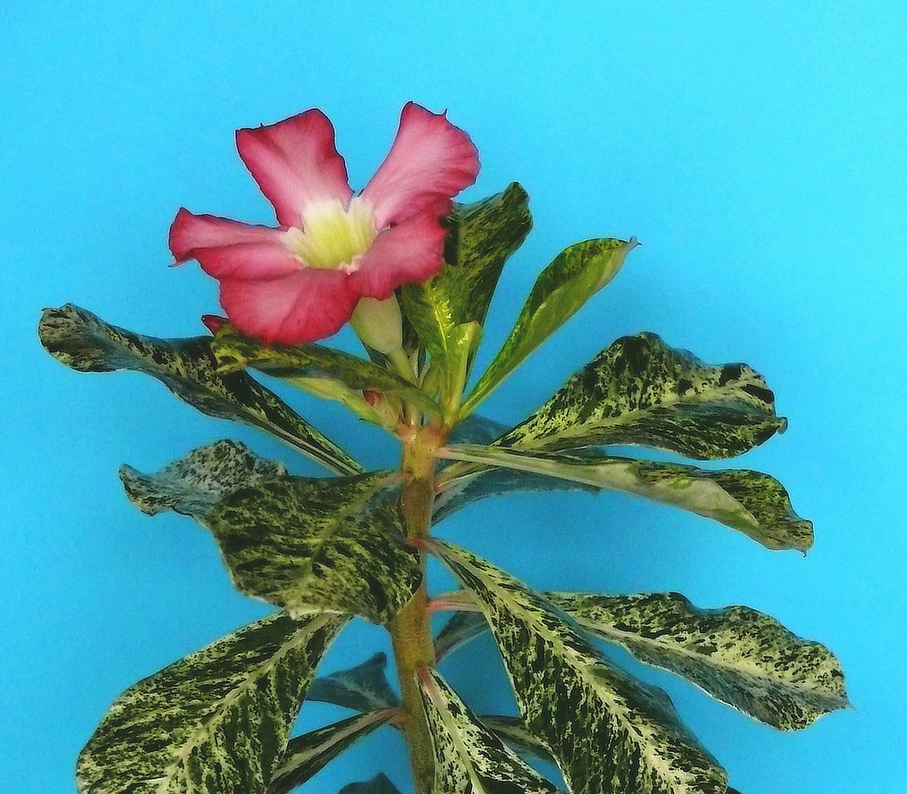 Adenium obesum "Princes Beauty"