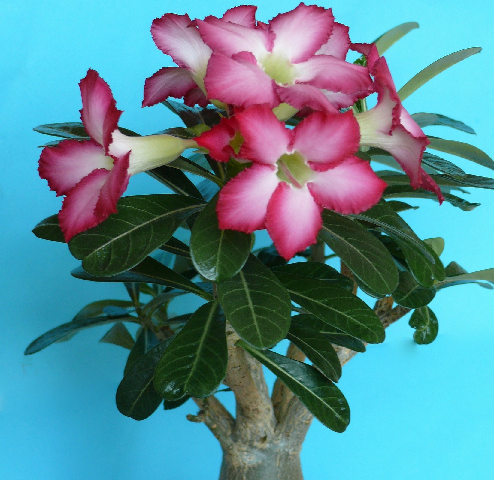 Adenium obesum red