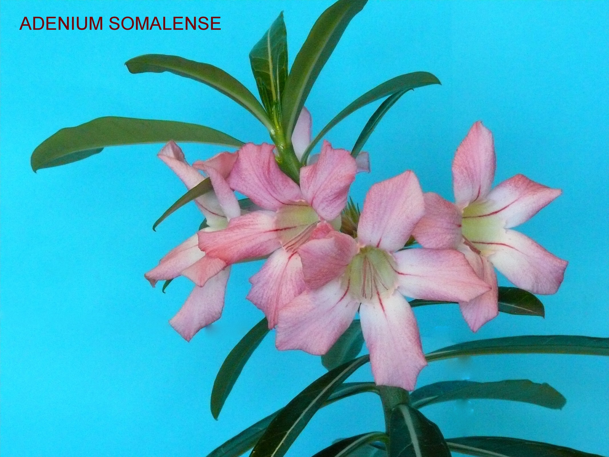 Adenium Somalense