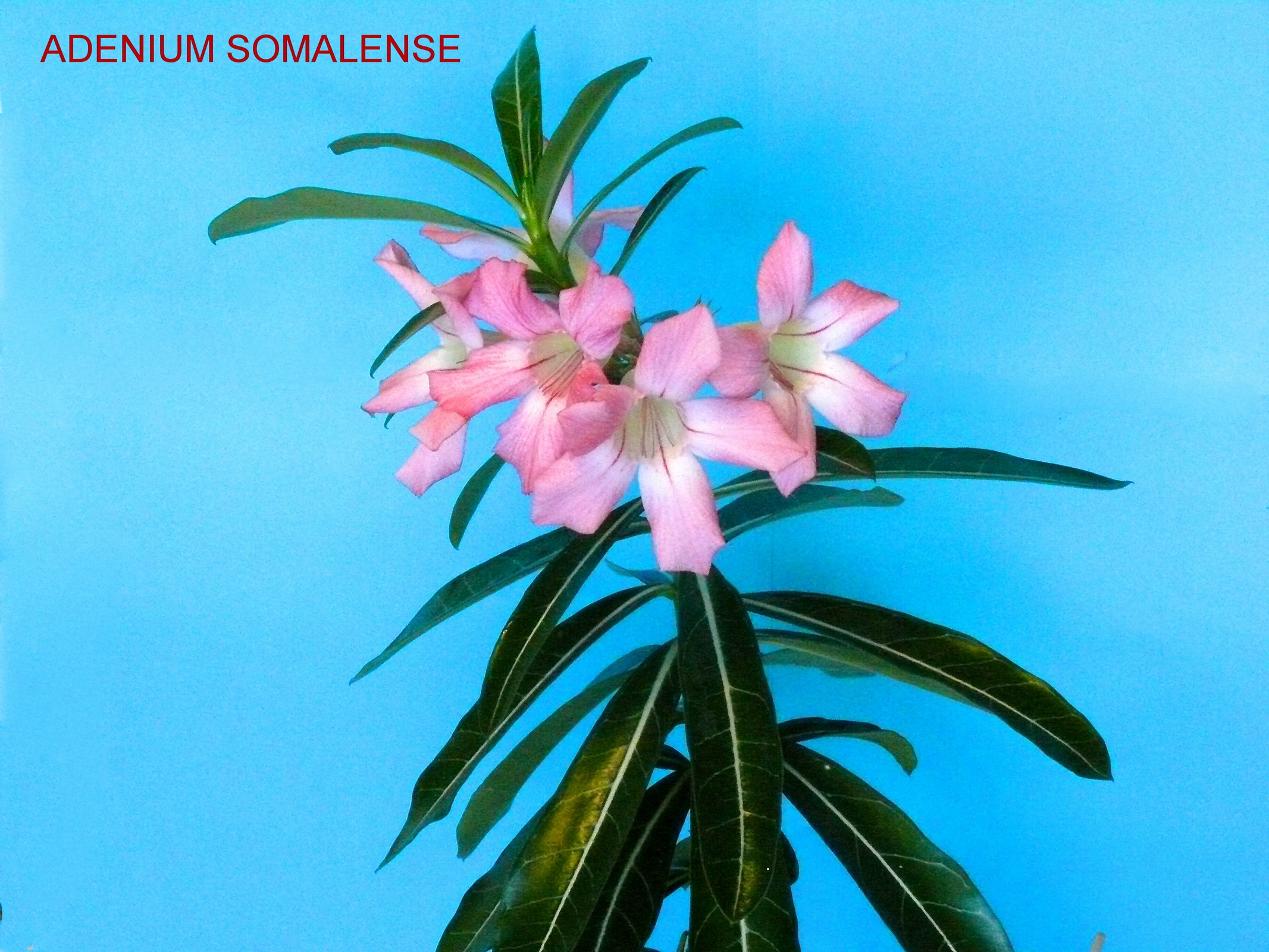 Adenium Somalense 1