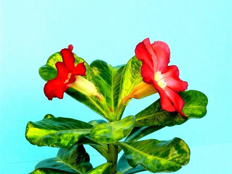 Adenium obesum "Superba"a